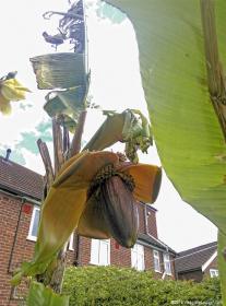 Banane in Inghilterra