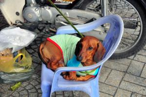 Saigon: yesterday I had a dog